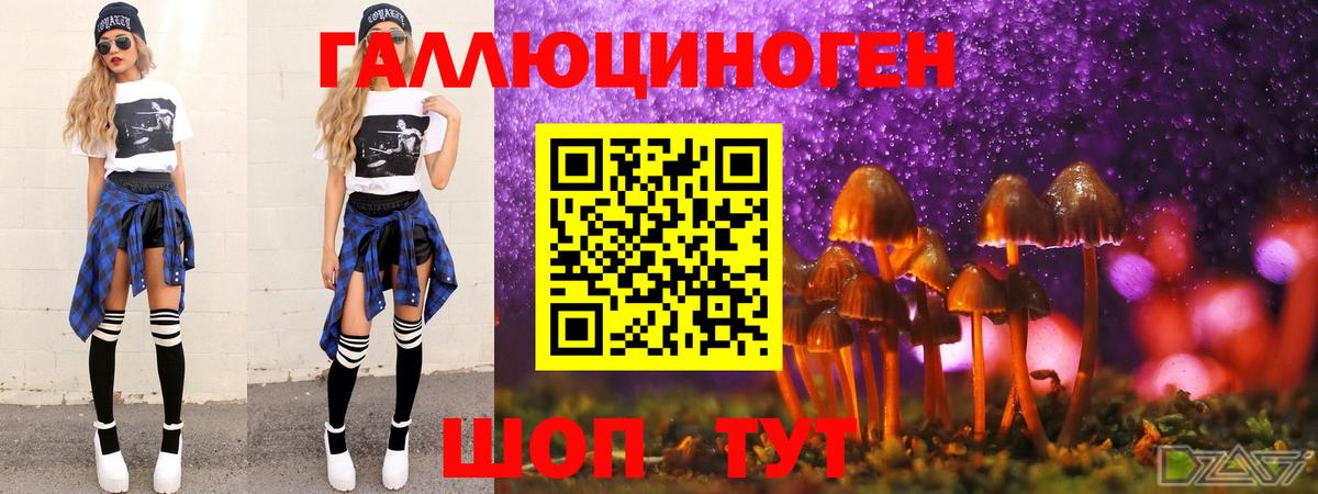 Галлюциногенные грибы Psilocybe Кизилюрт